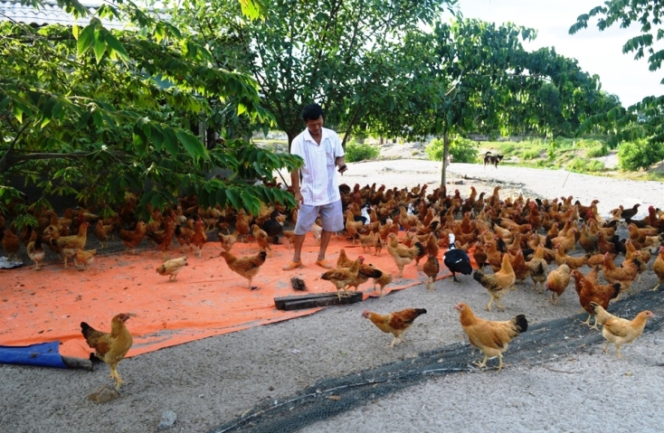   Mô hình nuôi gà bằng ấu trùng ruồi lính đen đem lại hiệu quả kinh tế cao do gà tăng trọng nhanh và chất lượng thịt được cải thiện.