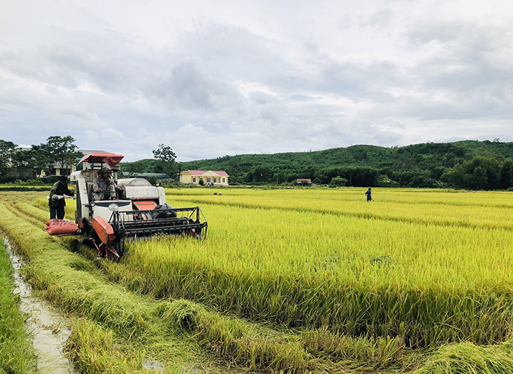 Bà con nông dân huyện Minh Hóa thu hoạch lúa hè-thu.