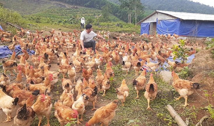 Mô hình chăn nuôi gà đồi Tuyên Hóa chưa phát huy hết tiềm năng, lợi thế. 