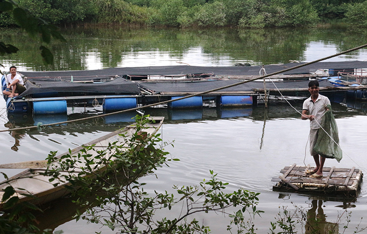 Nghề nuôi cá lồng ở xã Duy Ninh đem lại thu nhập đáng kể nhưng vẫn còn nhiều khó khăn, thách thức. 