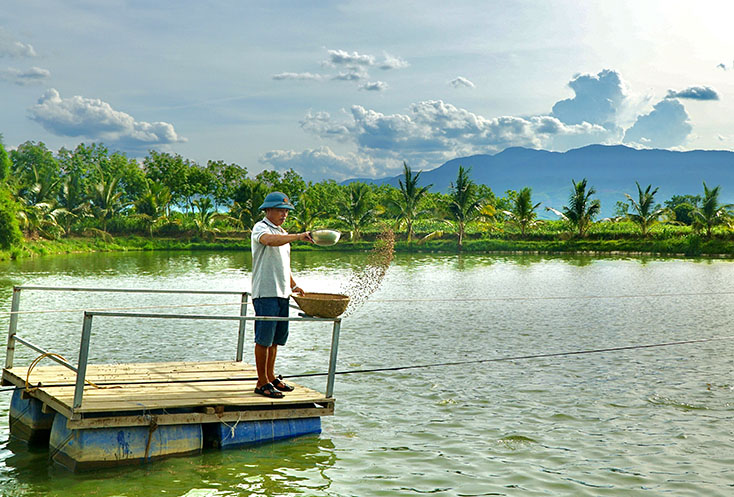 Mô hình nuôi cá mang lại thu nhập cao cho ông Nguyễn Tiến Dũng 