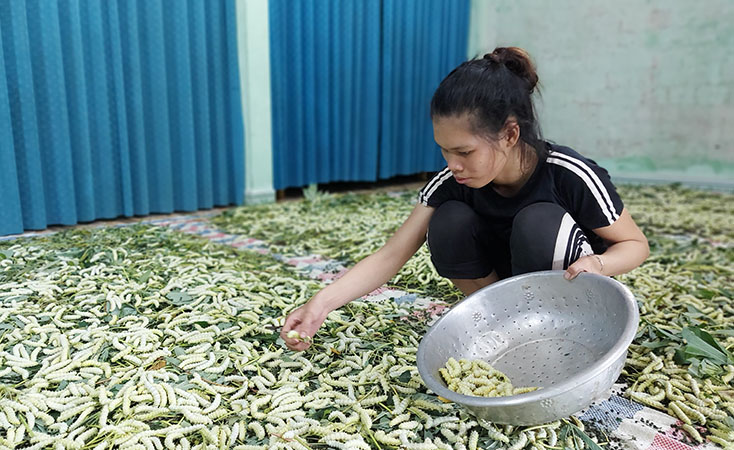 Chị Đinh Thị Phương đang thu hoạch những con tằm chín. 