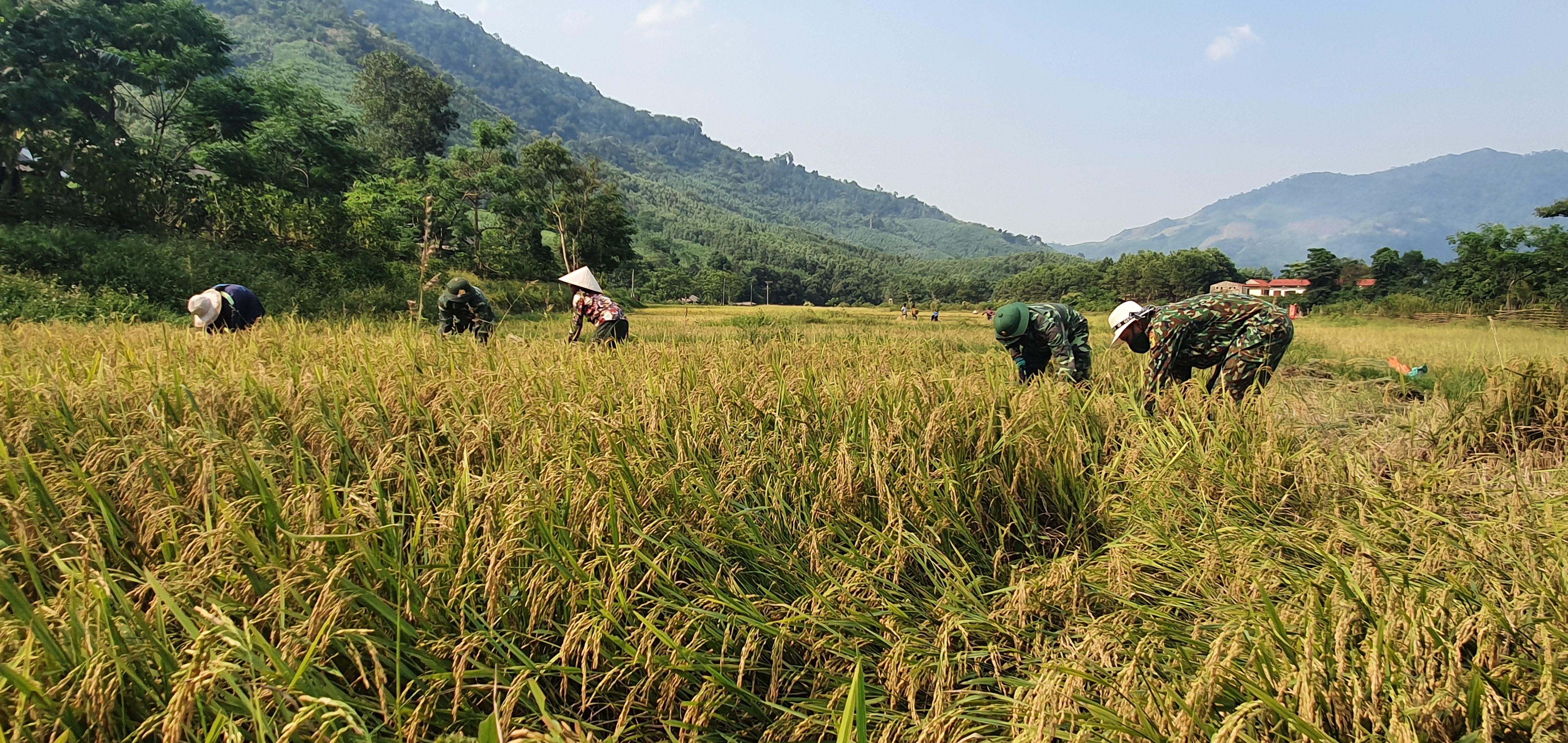   Mô hình trồng lúa nước của người Mày ở bản Ka Ai, xã Dân Hóa (huyện Minh Hóa) do BĐBP giúp đỡ. 