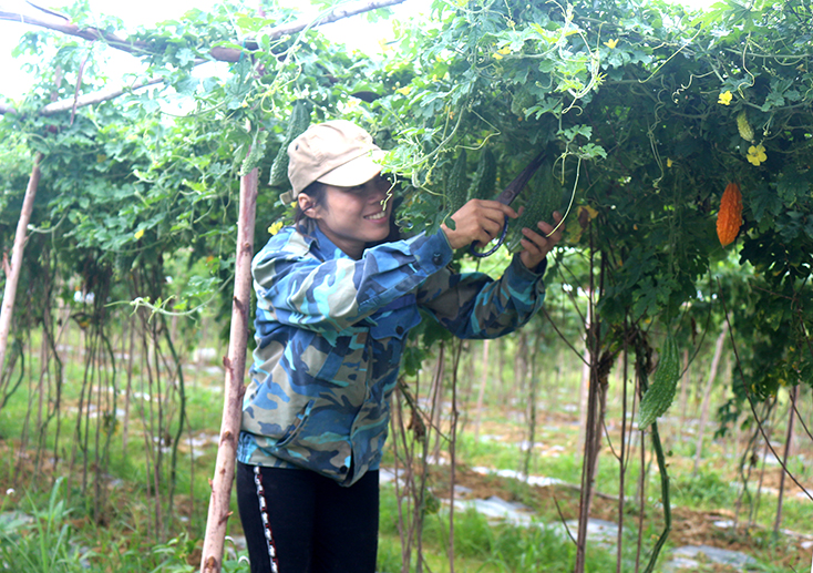  Nhiều diện tích chuyển đổi cây trồng trên địa bàn huyện Quảng Ninh mang lại giá trị kinh tế cao.