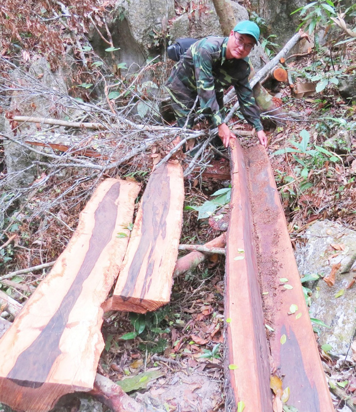 Hiện trường vụ khai thác gỗ lậu tại Vườn quốc gia Phong Nha-Kẻ Bàng