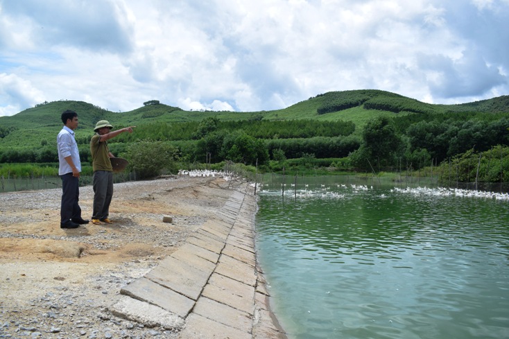  Nhiều mô hình trồng rừng kết hợp chăn nuôi ở xã Lâm Trạch mang lại hiệu quả kinh tế cao.