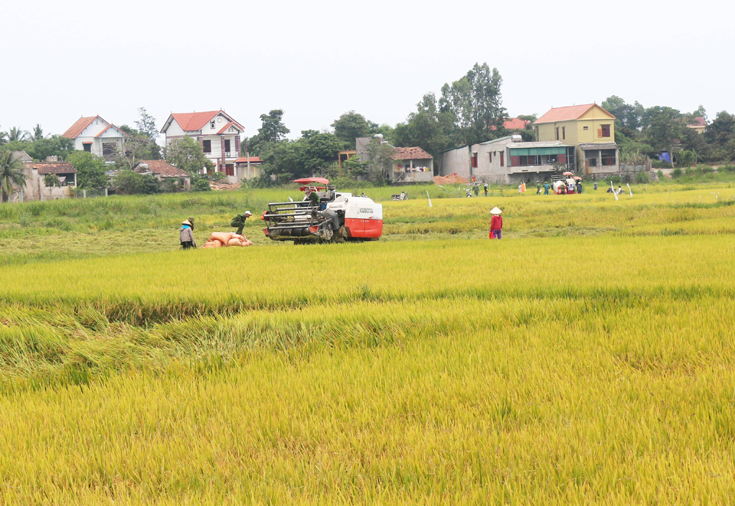 Nông dân Quảng Ninh thu hoạch lúa hè-thu.