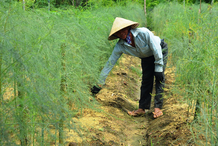 Cây măng tây đem lại hiệu quả kinh tế cao so với các loại cây nông nghiệp khác ở xã Vạn Ninh 