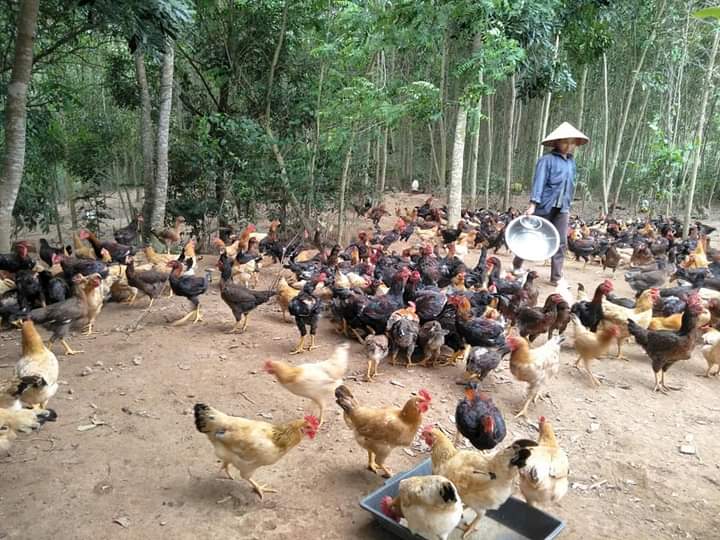 Chăn nuôi theo hướng mô hình trang trại đang được nhiều hộ gia đình ở xã Vạn Ninh quan tâm đầu tư. 