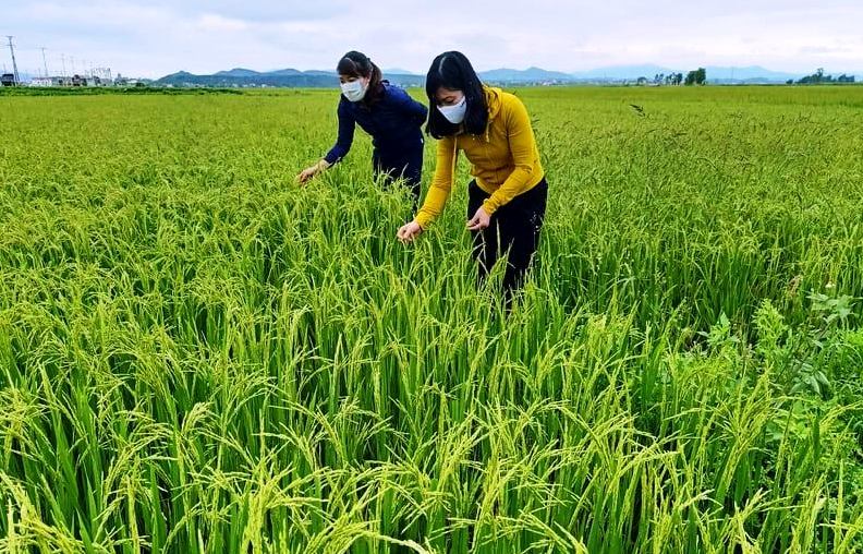 Với khả năng chịu mặn tốt, cây lúa nước hai thích hợp với chân đất bị nhiễm mặn tại các xã vùng nam thị xã Ba Đồn. 