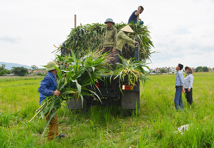 Mô hình chuyển đổi đất lúa thiếu nước vụ hè-thu sang trồng ngô sinh khối ở thôn 4, xã Trung Trạch mang lại hiệu quả kinh tế cao. 
