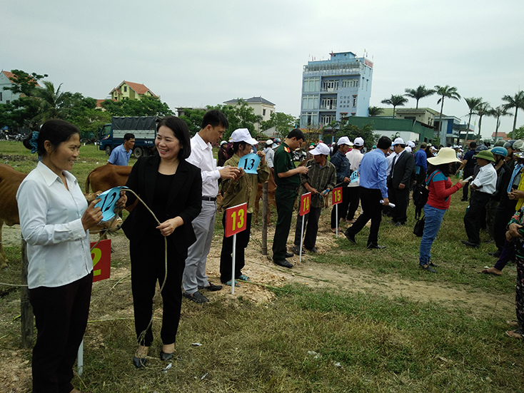 Ủy ban MTTQVN huyện Quảng Ninh bàn giao bò giống cho hộ nghèo. 
