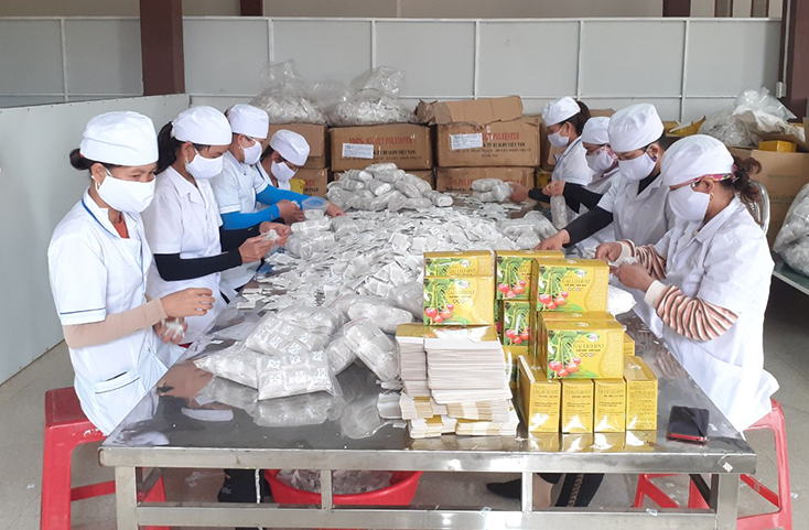 Sản phẩm trà túi lọc cà gai leo ở xã Sơn Lộc được thị trường trong và ngoài tỉnh đón nhận.