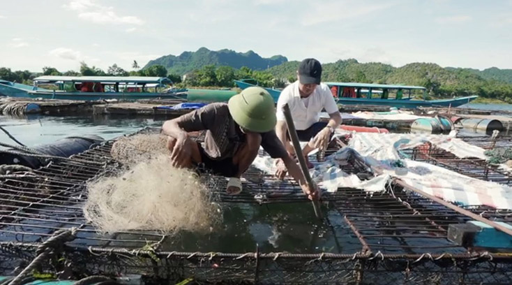  Nhiều người nuôi cá lồng ổn định đầu ra với chuỗi liên kết bao tiêu sản phẩm thủy sản.