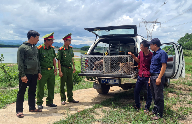 Lực lượng chức năng tiếp nhận các cá thể khỉ của gia đình anh Lê Văn Hoàng và chị Trương Thị Hương ở thôn An Mã, xã Kim Thủy, huyện Lệ Thủy