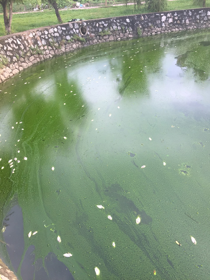Nước đổi sang màu xanh rêu và cá chết gây ảnh hưởng đến cuộc sống người dân khu vực quanh hồ Nam Lý. 