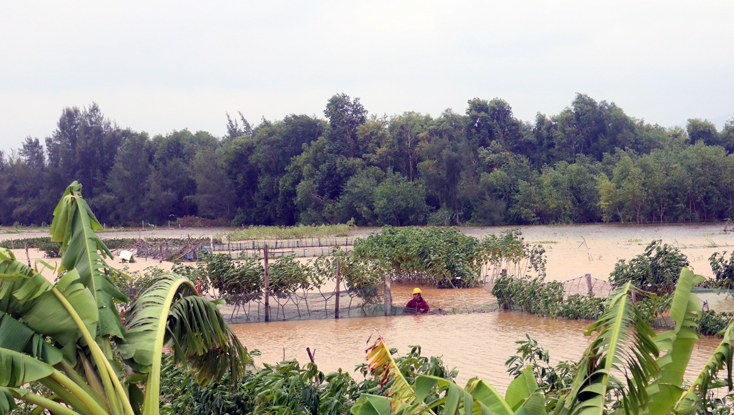 Tranh thủ thời tiết khô ráo, một người dân ở xã Võ Ninh ra khu vực hồ cá của gia đình để giăng lưới bảo vệ hồ cá nhằm đề phòng có thể xảy ra đợt lũ tiếp theo