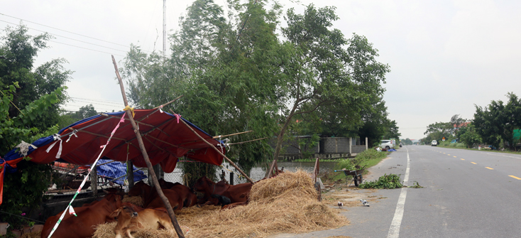 Người dân huyện Quảng Ninh dựng lều sát Quốc lộ 1A  để bảo vệ đàn bò, nhưng nguy cơ thiếu nguồn thức ăn cho chúng rất cao.