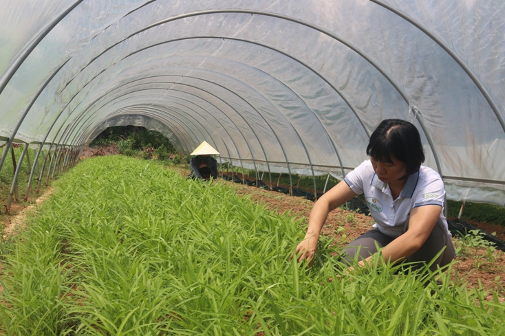 Với chị Lê Thị Thanh Thủy, mỗi sản phẩm của An Nông Farm đều bảm đảm tiêu chí  "5 không " khi đến tay khách hàng.