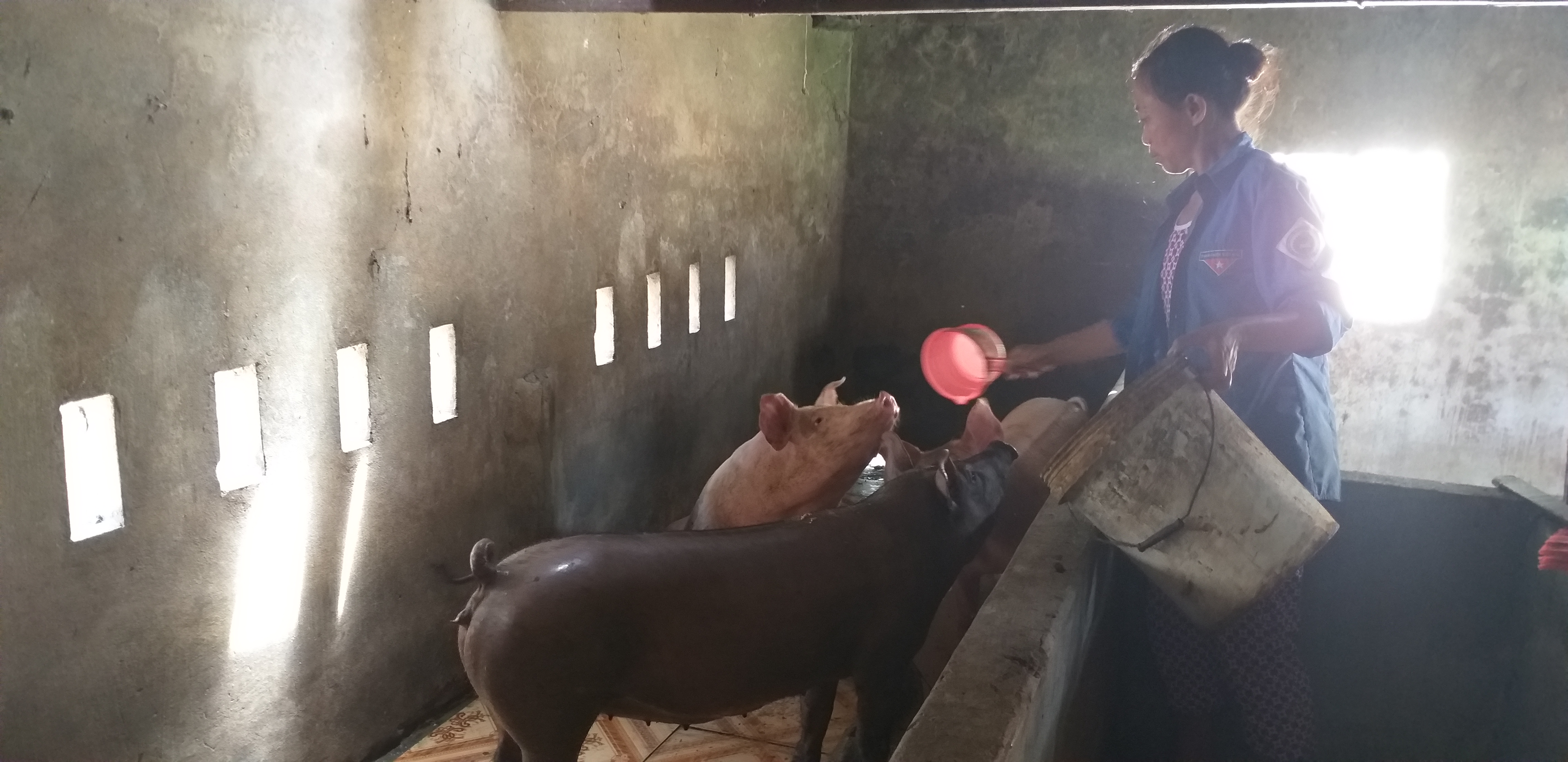 Các hộ chăn nuôi lợn trên địa bàn đã tập trung tái đàn, phát triển chăn nuôi trở lại 