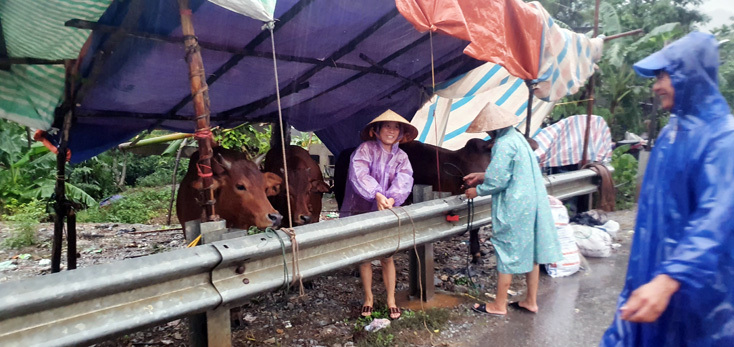 Người dân xã Thạch Hóa đưa trâu bò lên ven đường Quốc lộ 12A đề phòng lũ lên cao trong đêm.