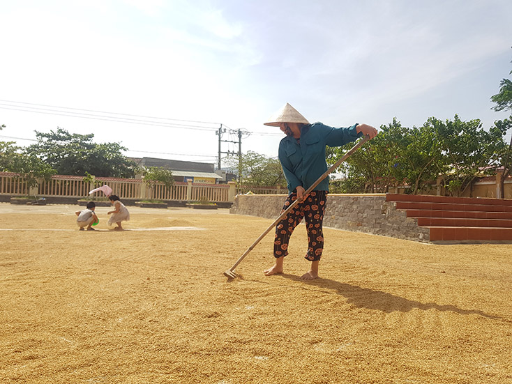 Tận dụng trời nắng, người dân đem lúa phơi sau nhiều ngày bị ngâm nước lũ