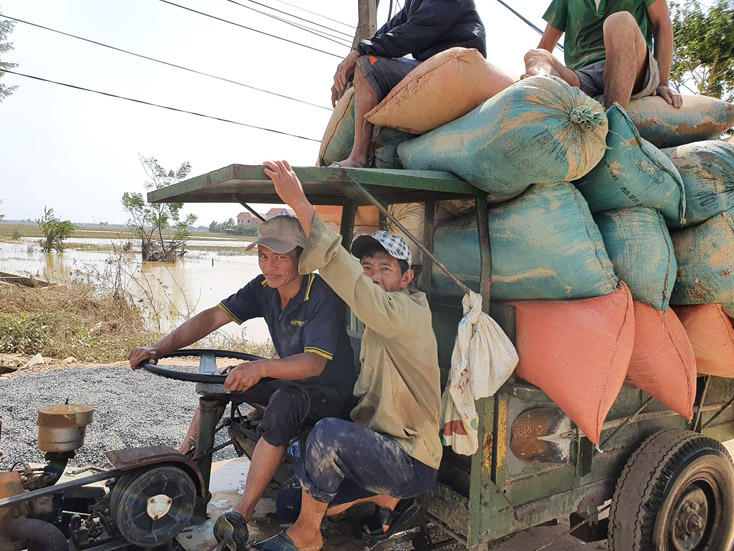 Người dân huyện Quảng Ninh chở từng xe lúa nảy mầm đi phơi để làm thức ăn chăn nuôi