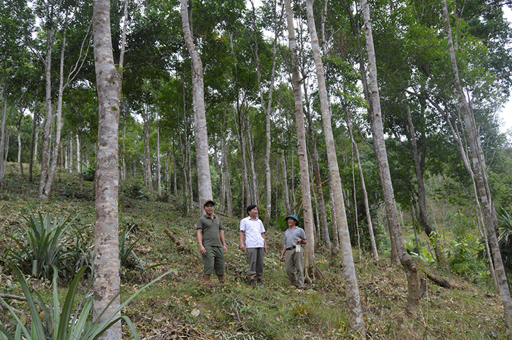 Nhiều mô hình trồng rừng bằng cây bản địa của người dân Minh Hóa phát triển tốt, mang lại hiệu quả kinh tế cao. 