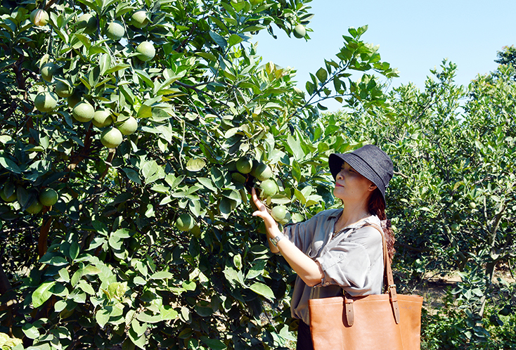 Trên vùng gò đồi ở Bố Trạch, hình thành những “miệt vườn” hoa quả trù phú. 