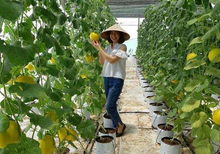  Sản xuất nông nghiệp theo mô hình nhà màng đang là hướng đi của nhiều nông dân huyện Quảng Trạch 
