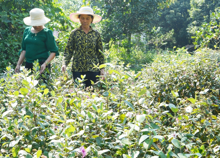 Phụ nữ trên địa bàn tỉnh ứng dụng KHKT vào trồng trọt và chăn nuôi hiệu quả, mở rộng quy mô sản xuất, giải quyết lao động nông nhàn ở địa phương.