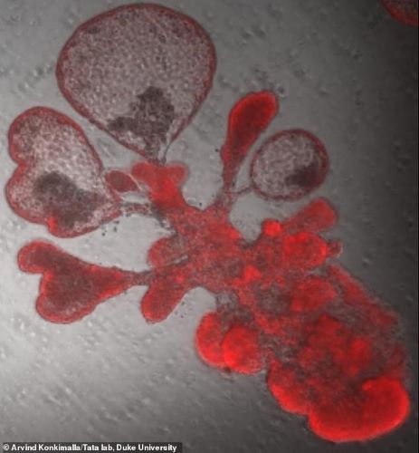  Các nhà nghiên cứu đã tự sao chép một tế bào gốc ở phổi để tạo ra hàng nghìn tế bào và một cấu trúc giống bong bóng giống như các mô thở của phổi người. Ảnh: Daily Mail