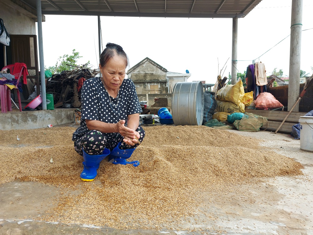 Gia đình chị Phạm Thị Thắm tranh thủ ngày nắng đem lúa ra phơi nhằm vớt vát được phần nào sau lũ.