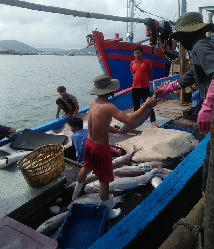 Sản lượng thủy sản khai thác bị giảm do ảnh hưởng của mưa, bão.