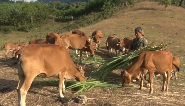 Mô hình chăn nuôi bò của hộ ông Đinh Minh Lưu xã Hóa Sơn