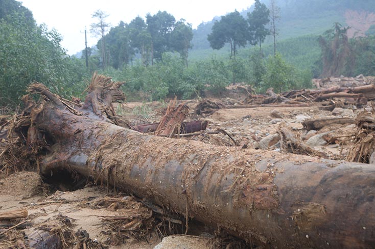 Một súc gỗ cổ thụ bị cuốn trôi sau lũ ở khu vực Thác Voi.