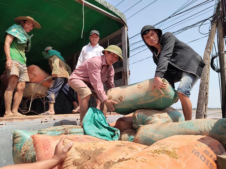 Trên 10 nghìn tấn lương thực của người dân bị ẩm ướt, phải mang đi sấy làm thức ăn gia súc.