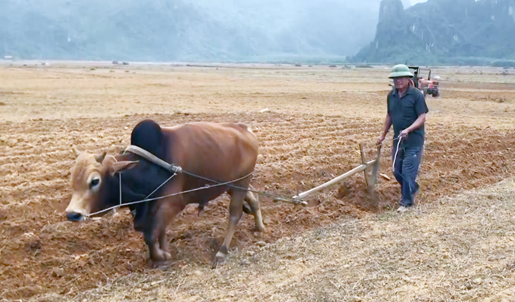 Các địa phương trên địa bàn huyện Bố Trạch tùy theo tình hình thực tế để triển khai gieo trồng sớm vụ đông-xuân 2020-2021