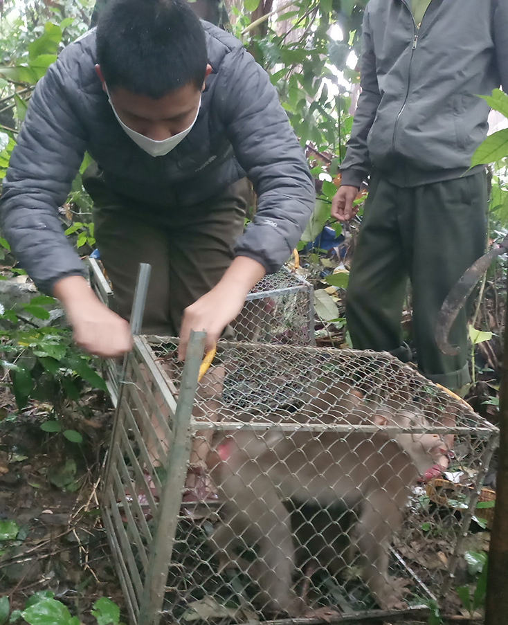 Các lực lượng chức năng tiến hành thả các cá thể ĐVHD về môi trường tự nhiên.