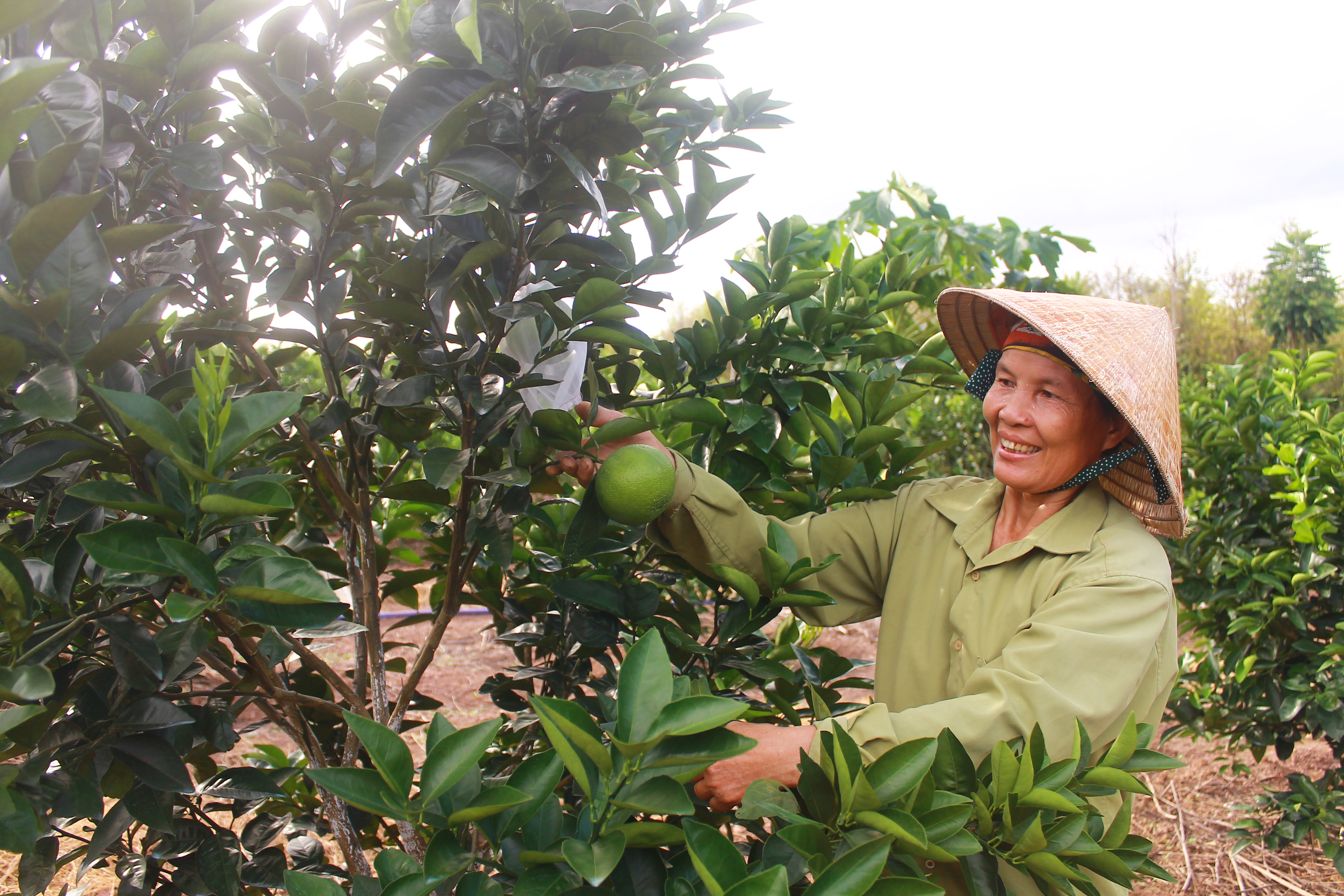  Những trái cam đầu tiên tại vườn cam của bà Nguyễn Thị Kiên (xã Trường Thủy, huyện Lệ Thủy). 