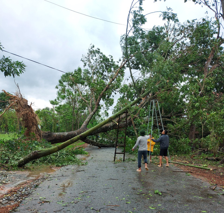 Nhiều cây cối bị gãy đổ.