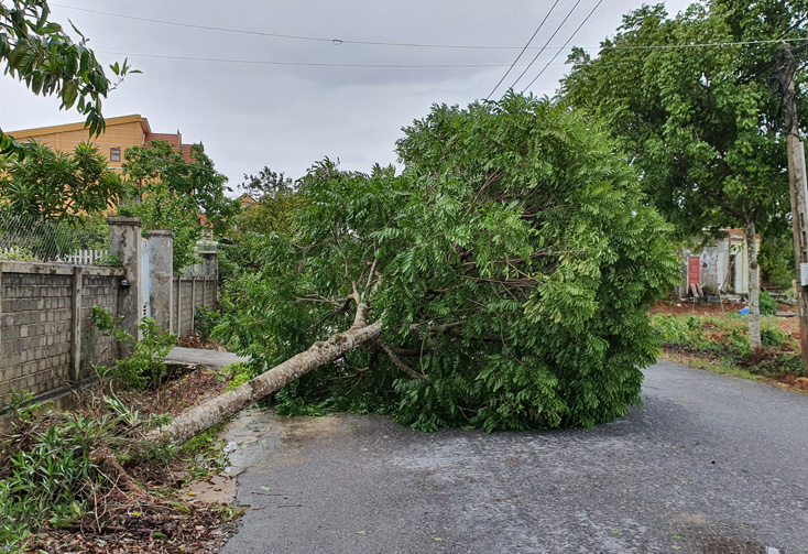 Bão đã làm nhiều cây xanh trên địa bàn TP Đồng Hới bị đỗ.