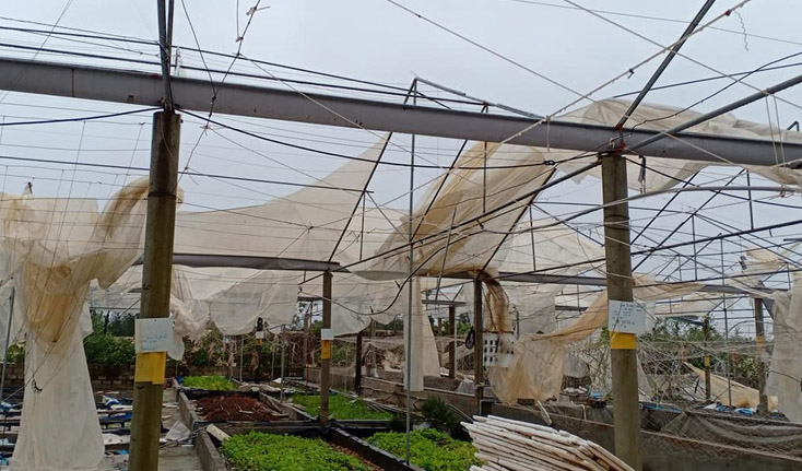 Một số nhà màng phục vụ sản xuất nông nghiệp bị thiệt hại nặng do bão số 13