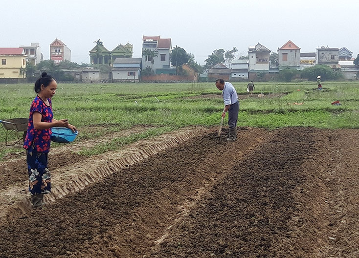 Bà con nông dân thị trấn Quy Đạt đang tập trung xuống đồng khôi phục diện tích rau vụ đông