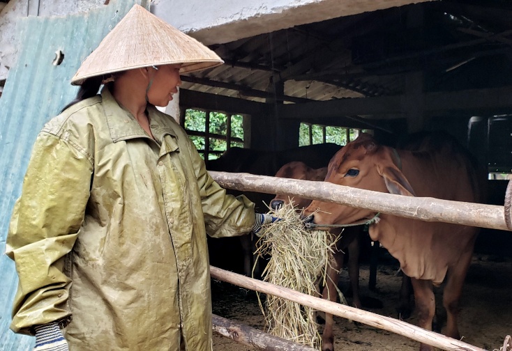  Đàn bò của gia đình anh Trần Công Lý, thôn Văn Hà, xã Quảng Tiến sinh trưởng tốt sau khi sử dụng phương pháp thụ tinh nhân tạo.