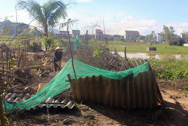 Bà Nguyễn Thị Nguyền, xã Quảng Trung (TX. Ba Đồn) đang dọn dẹp vệ sinh chuồng trại để chuẩn bị tái đàn gia cầm. 