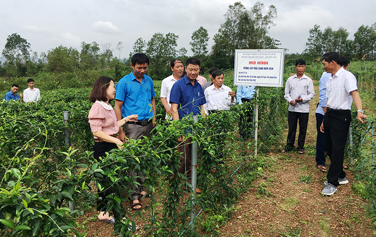 Các đại biểu tham quan mô hình trồng cây thìa canh tại xã Cự Nẫm (huyện Bố Trạch).