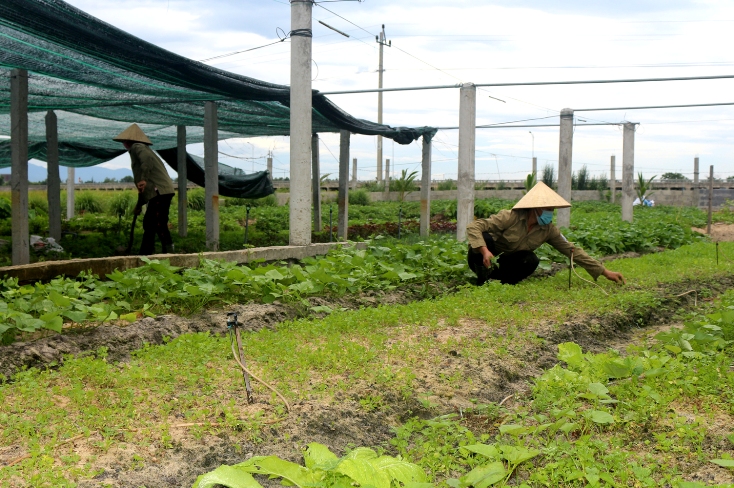Mô hình “Dân vận khéo” vận động hội viên nông dân chuyển đổi đất lầy thụt sang trồng rau màu ở Võ Ninh đem lại hiệu quả kinh tế cao. 