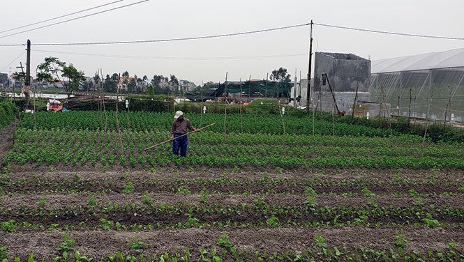  Mô hình trồng rau sạch đã đem lại thu nhập ổn định cho người dân phường Quảng Long, thị xã Ba Đồn.