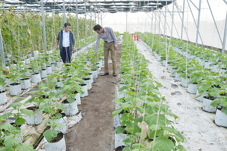  Giống dưa leo Israel được trồng trong nhà màng ở HTX sản xuất và dịch vụ nông nghiệp sạch Hưng Loan.